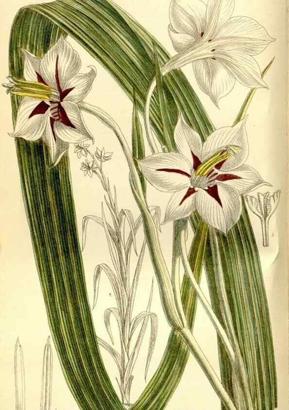 Reproducción/Reproduction 35308796791: Curtis's botanical magazine.. London ; New York [etc.] :Academic Press [etc.]