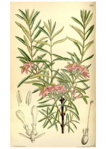 Reproducción/Reproduction 35308798171: Curtis's botanical magazine.. London ; New York [etc.] :Academic Press [etc.]