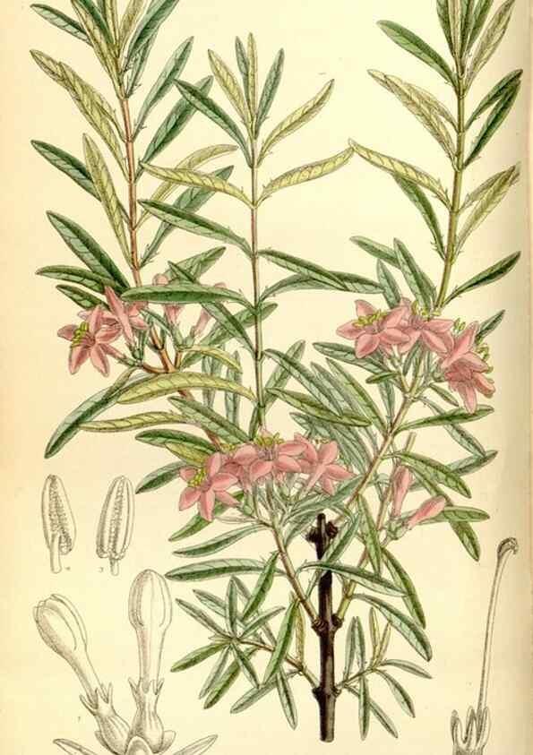 Reproducción/Reproduction 35308798171: Curtis's botanical magazine.. London ; New York [etc.] :Academic Press [etc.]