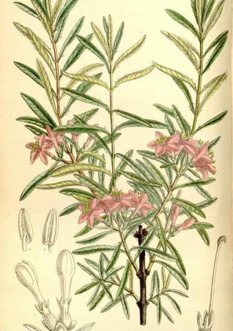Reproducción/Reproduction 35308798171: Curtis's botanical magazine.. London ; New York [etc.] :Academic Press [etc.]