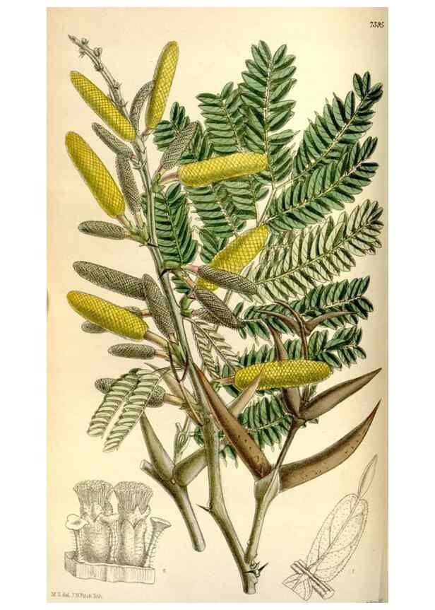 Reproducción/Reproduction 34596721734: Curtis's botanical magazine.. London ; New York [etc.] :Academic Press [etc.]