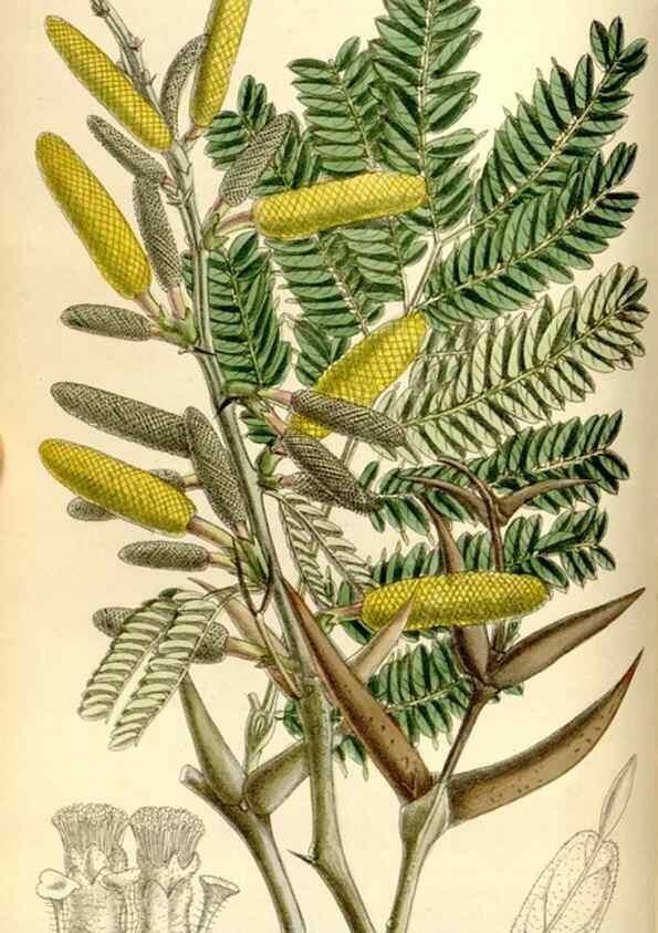 Reproducción/Reproduction 34596721734: Curtis's botanical magazine.. London ; New York [etc.] :Academic Press [etc.]