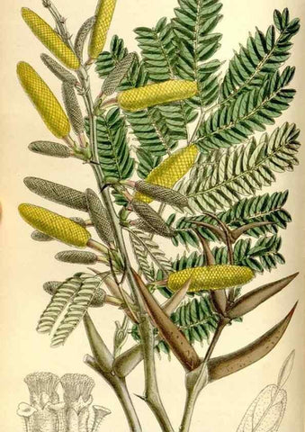 Reproducción/Reproduction 34596721734: Curtis's botanical magazine.. London ; New York [etc.] :Academic Press [etc.]