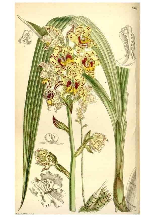 Reproducción/Reproduction 34596725944: Curtis's botanical magazine.. London ; New York [etc.] :Academic Press [etc.]