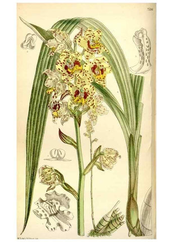 Reproducción/Reproduction 34596725944: Curtis's botanical magazine.. London ; New York [etc.] :Academic Press [etc.]