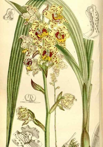 Reproducción/Reproduction 34596725944: Curtis's botanical magazine.. London ; New York [etc.] :Academic Press [etc.]
