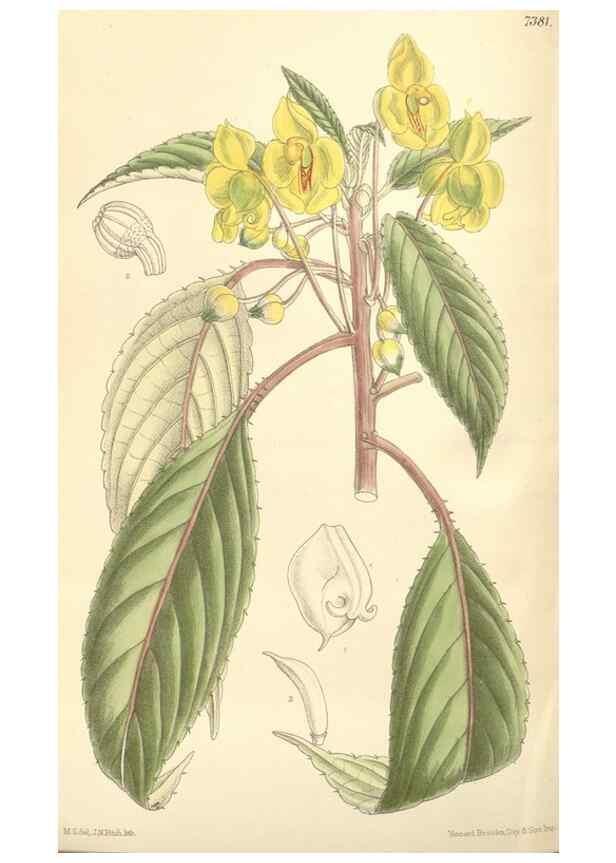 Reproducción/Reproduction 35308578691: Curtis's botanical magazine.. London ; New York [etc.] :Academic Press [etc.]