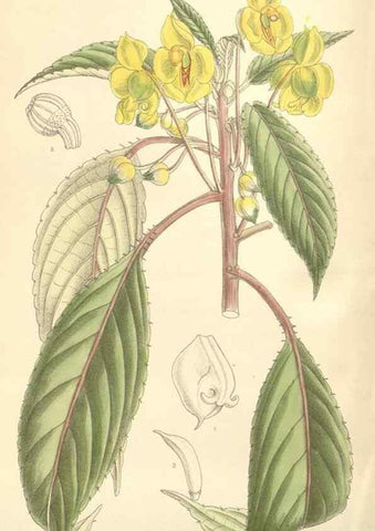 Reproducción/Reproduction 35308578691: Curtis's botanical magazine.. London ; New York [etc.] :Academic Press [etc.]