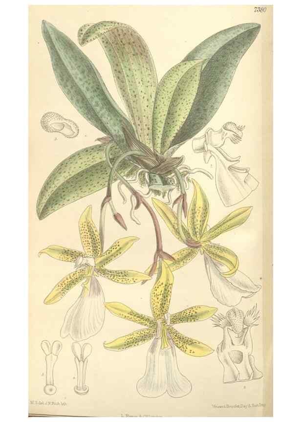 Reproducción/Reproduction 35308576961: Curtis's botanical magazine.. London ; New York [etc.] :Academic Press [etc.]