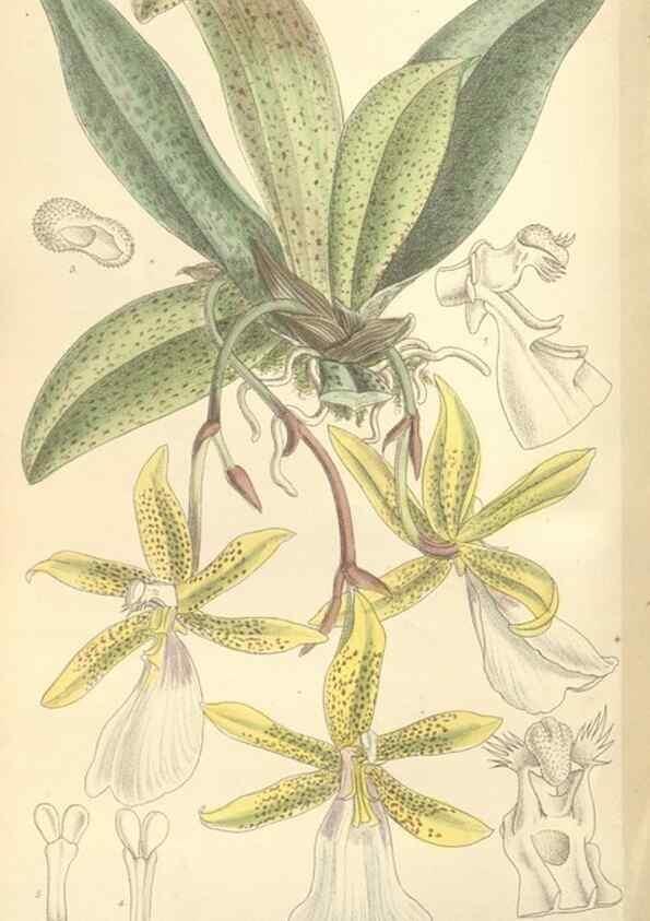 Reproducción/Reproduction 35308576961: Curtis's botanical magazine.. London ; New York [etc.] :Academic Press [etc.]