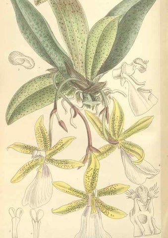 Reproducción/Reproduction 35308576961: Curtis's botanical magazine.. London ; New York [etc.] :Academic Press [etc.]