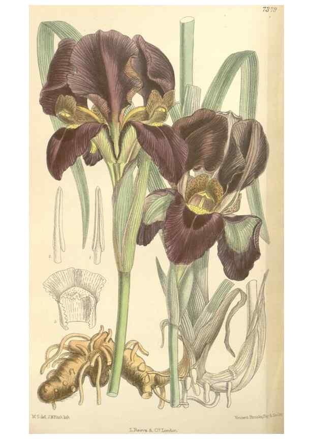 Reproducción/Reproduction 35271653412: Curtis's botanical magazine.. London ; New York [etc.] :Academic Press [etc.]