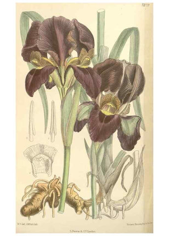 Reproducción/Reproduction 35271653412: Curtis's botanical magazine.. London ; New York [etc.] :Academic Press [etc.]