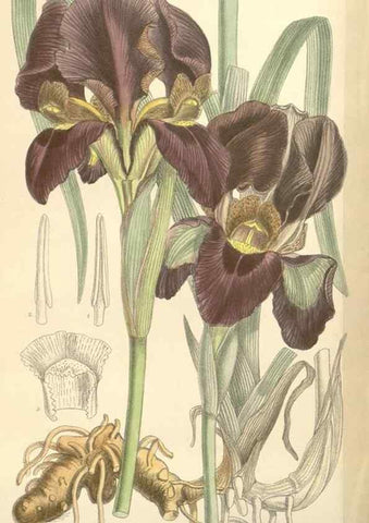 Reproducción/Reproduction 35271653412: Curtis's botanical magazine.. London ; New York [etc.] :Academic Press [etc.]