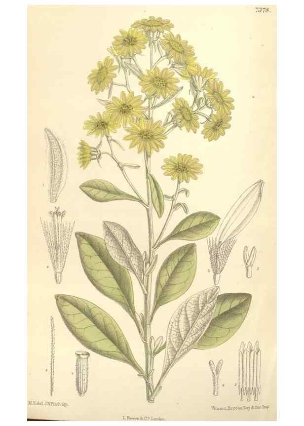 Reproducción/Reproduction 35271651572: Curtis's botanical magazine.. London ; New York [etc.] :Academic Press [etc.]