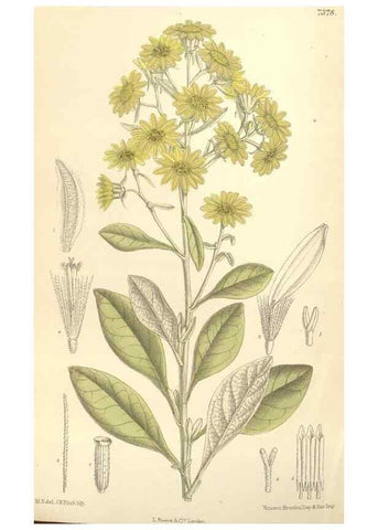 Reproducción/Reproduction 35271651572: Curtis's botanical magazine.. London ; New York [etc.] :Academic Press [etc.]