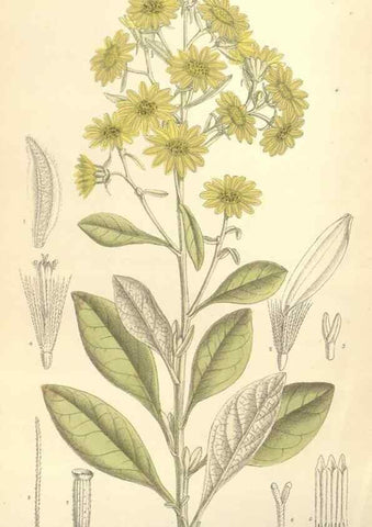 Reproducción/Reproduction 35271651572: Curtis's botanical magazine.. London ; New York [etc.] :Academic Press [etc.]