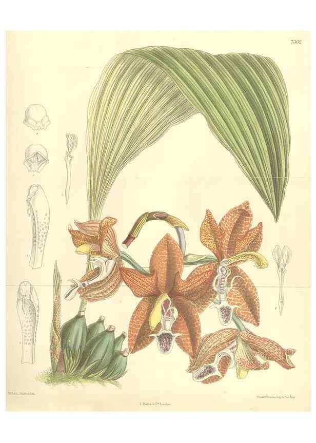 Reproducción/Reproduction 35438214635: Curtis's botanical magazine.. London ; New York [etc.] :Academic Press [etc.]
