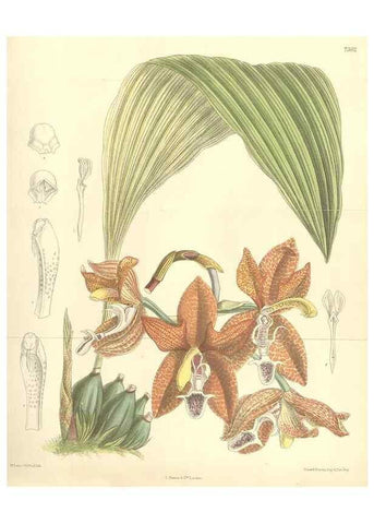 Reproducción/Reproduction 35438214635: Curtis's botanical magazine.. London ; New York [etc.] :Academic Press [etc.]