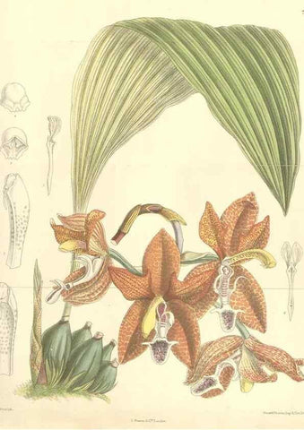 Reproducción/Reproduction 35438214635: Curtis's botanical magazine.. London ; New York [etc.] :Academic Press [etc.]
