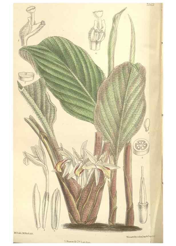 Reproducción/Reproduction 35438217435: Curtis's botanical magazine.. London ; New York [etc.] :Academic Press [etc.]