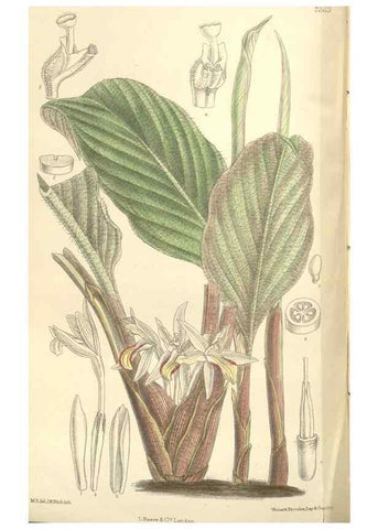 Reproducción/Reproduction 35438217435: Curtis's botanical magazine.. London ; New York [etc.] :Academic Press [etc.]