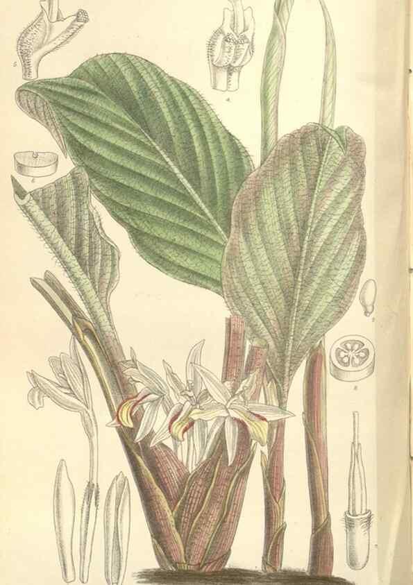 Reproducción/Reproduction 35438217435: Curtis's botanical magazine.. London ; New York [etc.] :Academic Press [etc.]