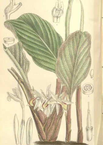 Reproducción/Reproduction 35438217435: Curtis's botanical magazine.. London ; New York [etc.] :Academic Press [etc.]