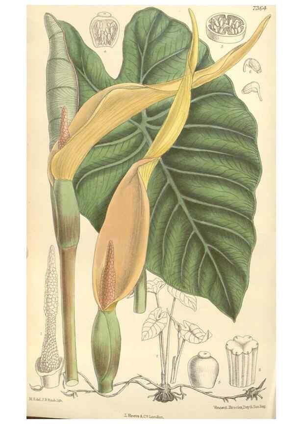Reproducción/Reproduction 34628390693: Curtis's botanical magazine.. London ; New York [etc.] :Academic Press [etc.]