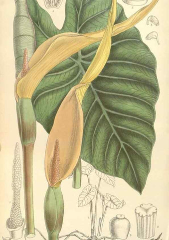 Reproducción/Reproduction 34628390693: Curtis's botanical magazine.. London ; New York [etc.] :Academic Press [etc.]