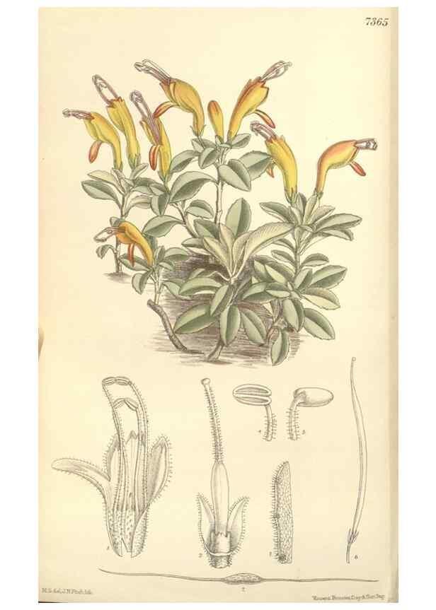 Reproducción/Reproduction 34628392813: Curtis's botanical magazine.. London ; New York [etc.] :Academic Press [etc.]