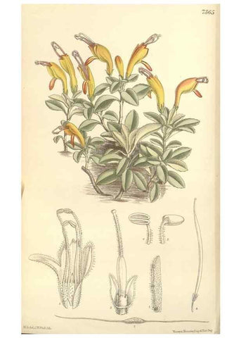 Reproducción/Reproduction 34628392813: Curtis's botanical magazine.. London ; New York [etc.] :Academic Press [etc.]