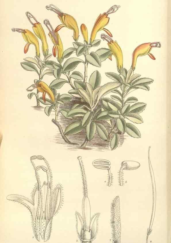 Reproducción/Reproduction 34628392813: Curtis's botanical magazine.. London ; New York [etc.] :Academic Press [etc.]