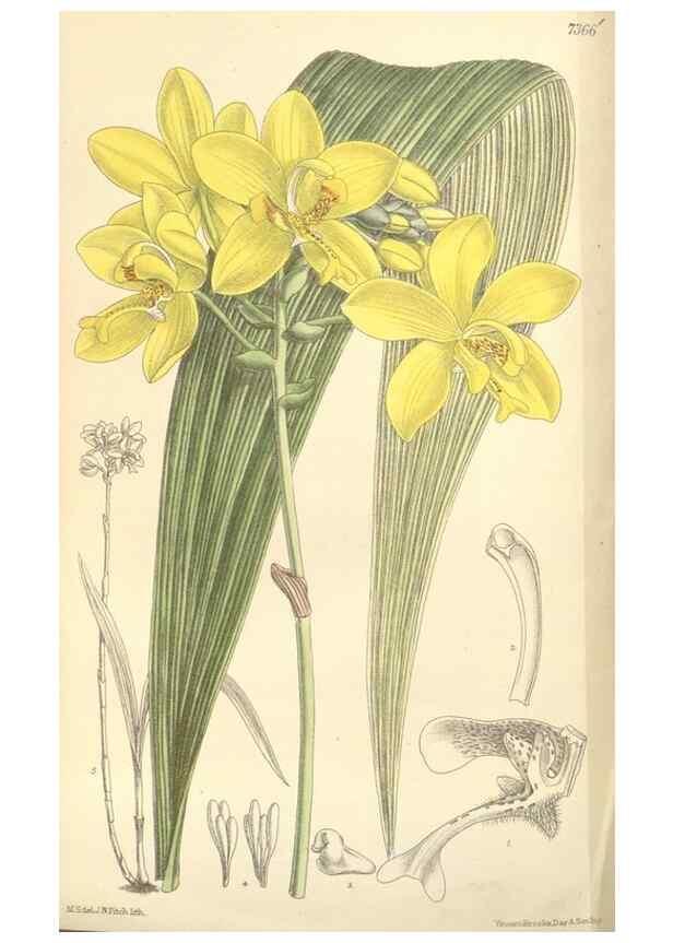 Reproducción/Reproduction 35398548946: Curtis's botanical magazine.. London ; New York [etc.] :Academic Press [etc.]
