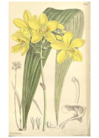 Reproducción/Reproduction 35398548946: Curtis's botanical magazine.. London ; New York [etc.] :Academic Press [etc.]