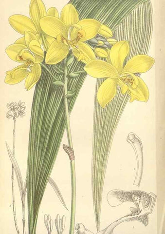 Reproducción/Reproduction 35398548946: Curtis's botanical magazine.. London ; New York [etc.] :Academic Press [etc.]