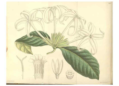 Reproducción/Reproduction 35398551556: Curtis's botanical magazine.. London ; New York [etc.] :Academic Press [etc.]