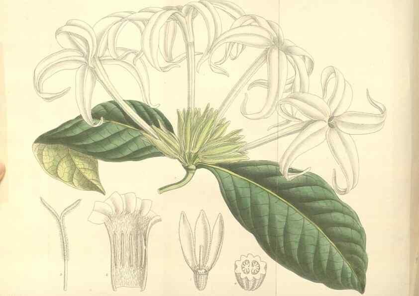 Reproducción/Reproduction 35398551556: Curtis's botanical magazine.. London ; New York [etc.] :Academic Press [etc.]