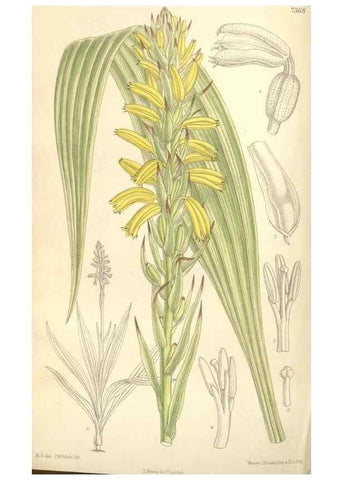Reproducción/Reproduction 35398554166: Curtis's botanical magazine.. London ; New York [etc.] :Academic Press [etc.]