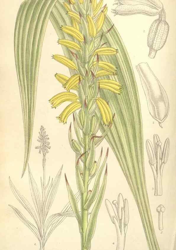 Reproducción/Reproduction 35398554166: Curtis's botanical magazine.. London ; New York [etc.] :Academic Press [etc.]