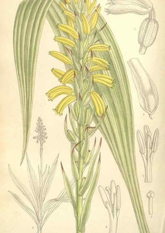 Reproducción/Reproduction 35398554166: Curtis's botanical magazine.. London ; New York [etc.] :Academic Press [etc.]