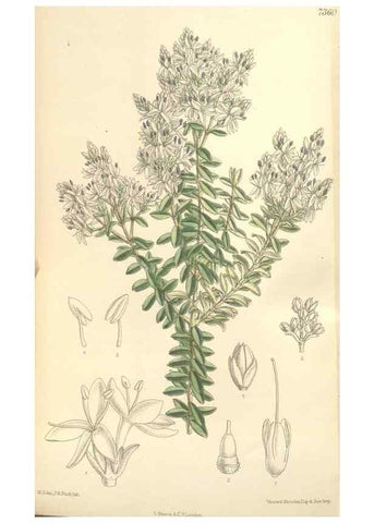 Reproducción/Reproduction 35438211585: Curtis's botanical magazine.. London ; New York [etc.] :Academic Press [etc.]