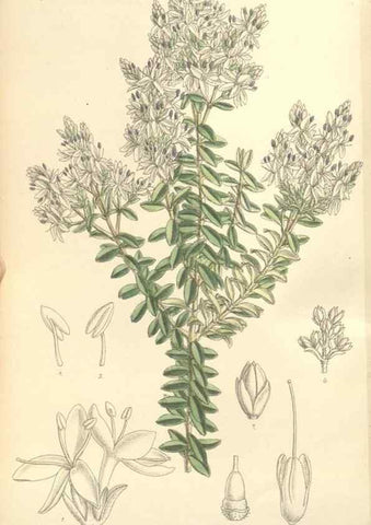 Reproducción/Reproduction 35438211585: Curtis's botanical magazine.. London ; New York [etc.] :Academic Press [etc.]