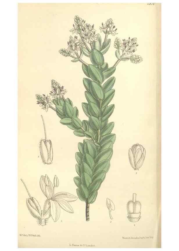 Reproducción/Reproduction 35398556806: Curtis's botanical magazine.. London ; New York [etc.] :Academic Press [etc.]