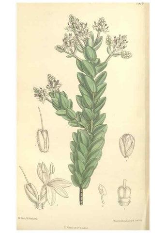 Reproducción/Reproduction 35398556806: Curtis's botanical magazine.. London ; New York [etc.] :Academic Press [etc.]