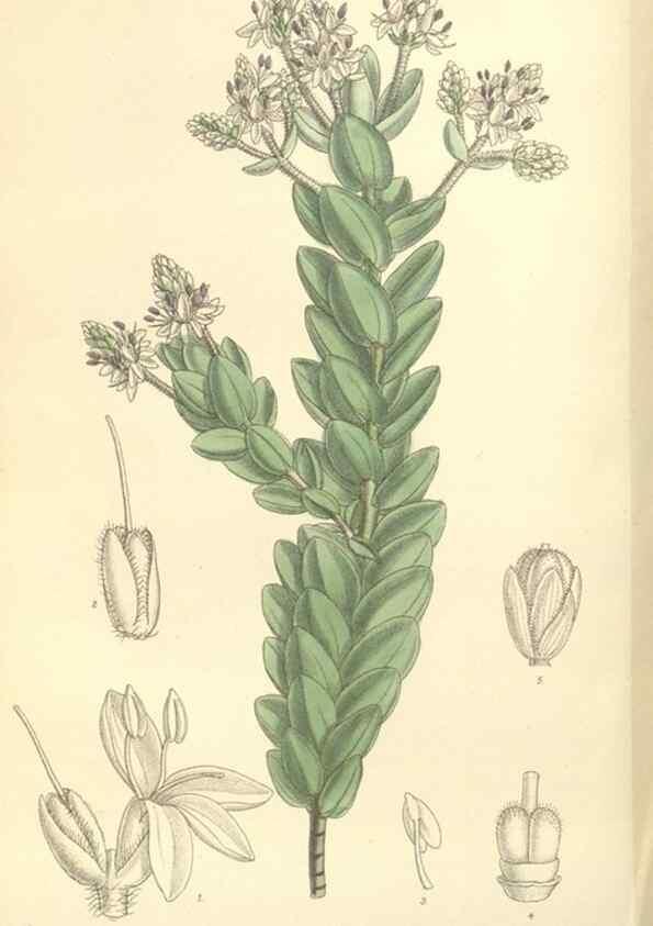 Reproducción/Reproduction 35398556806: Curtis's botanical magazine.. London ; New York [etc.] :Academic Press [etc.]