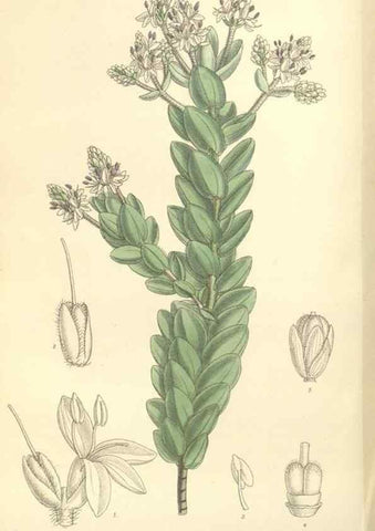 Reproducción/Reproduction 35398556806: Curtis's botanical magazine.. London ; New York [etc.] :Academic Press [etc.]