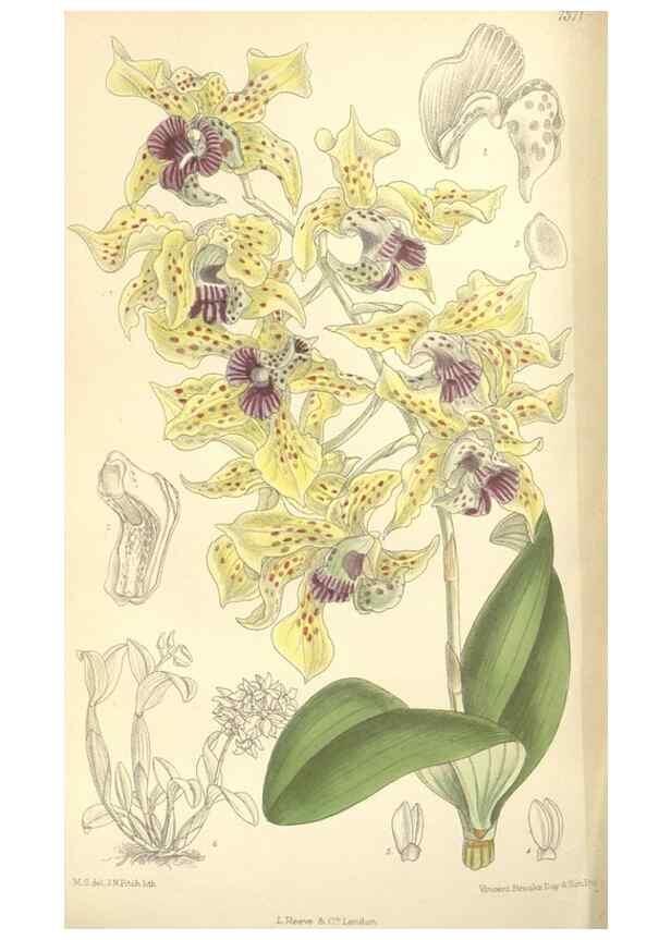 Reproducción/Reproduction 35308560491: Curtis's botanical magazine.. London ; New York [etc.] :Academic Press [etc.]
