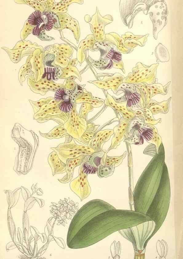 Reproducción/Reproduction 35308560491: Curtis's botanical magazine.. London ; New York [etc.] :Academic Press [etc.]