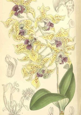 Reproducción/Reproduction 35308560491: Curtis's botanical magazine.. London ; New York [etc.] :Academic Press [etc.]